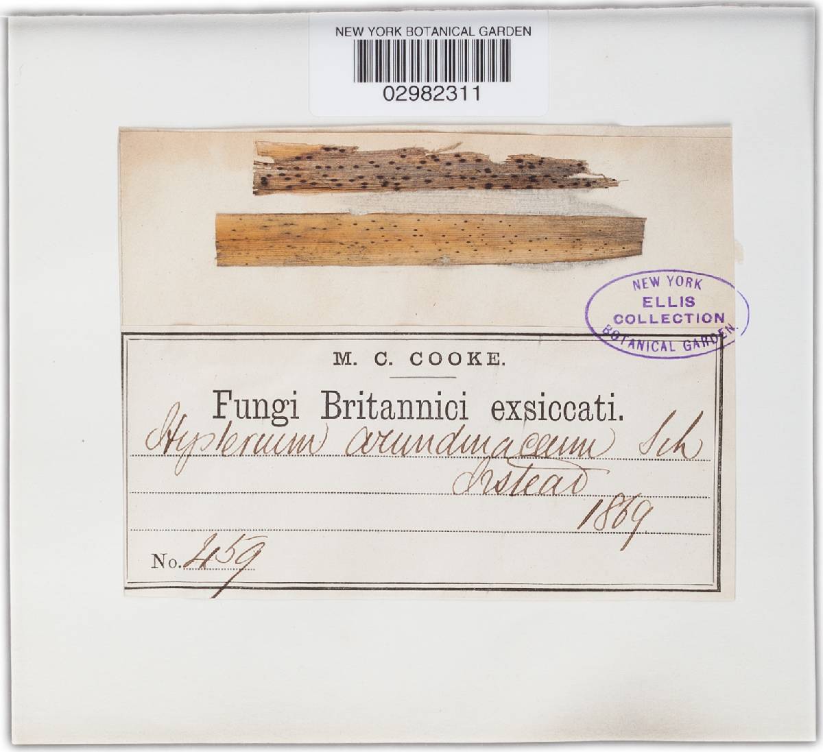 Hysterium arundinaceum image