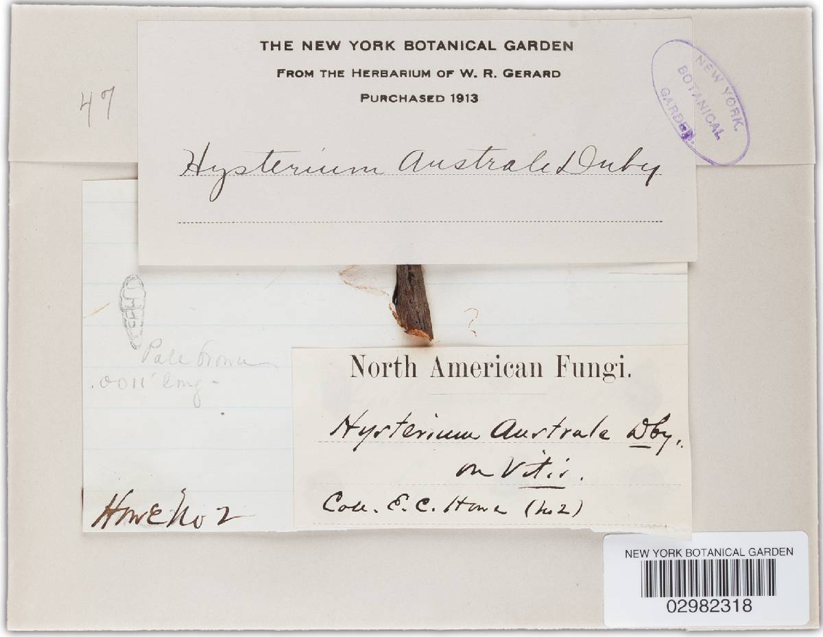 Hysterium australe image