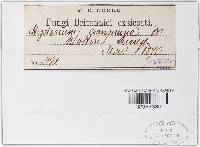 Hysterium commune image