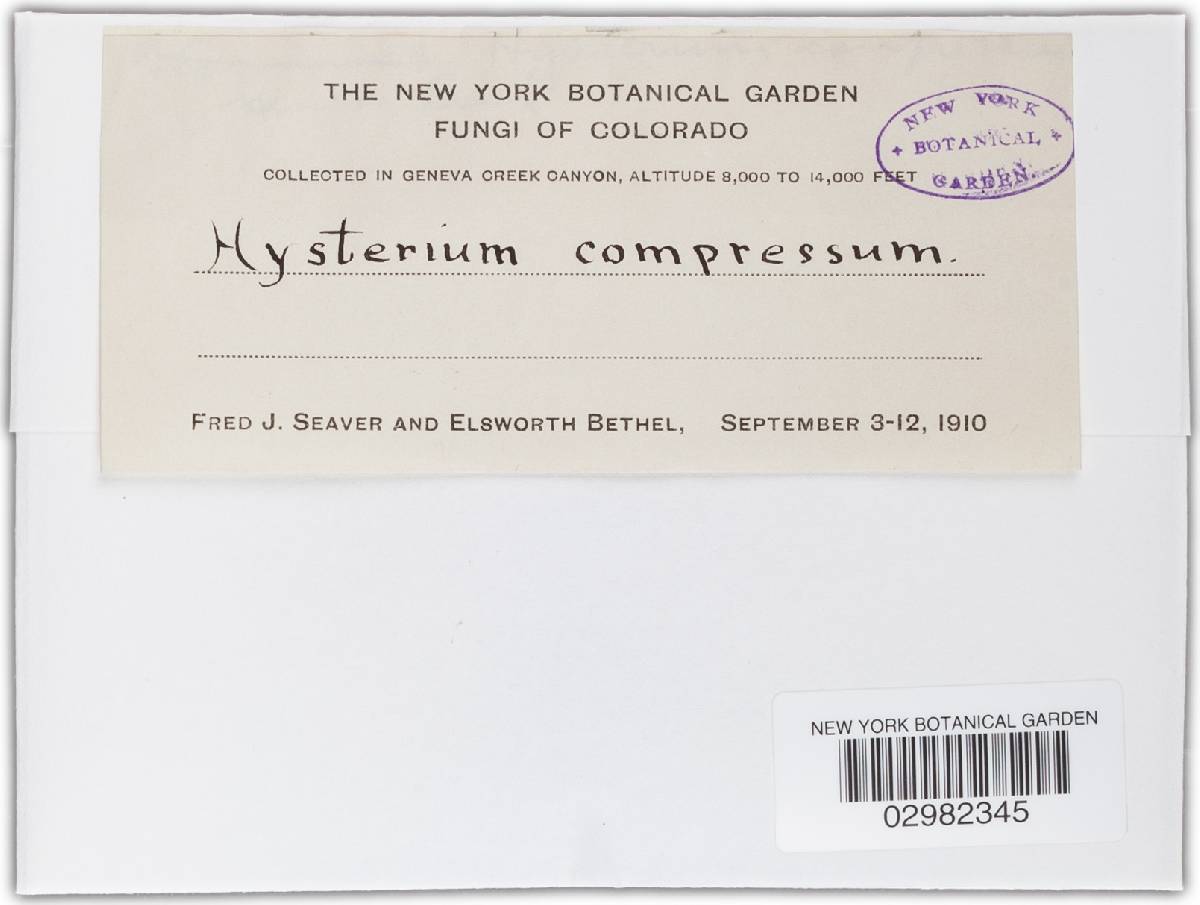 Hysterium compressum image
