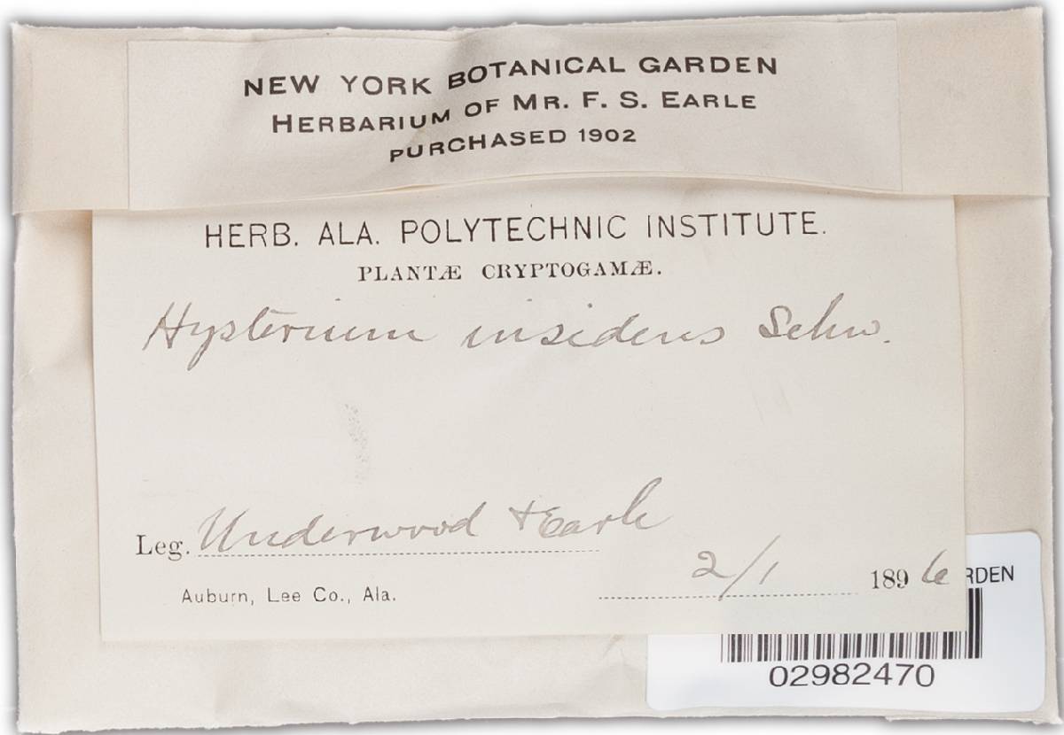 Hysterium insidens image