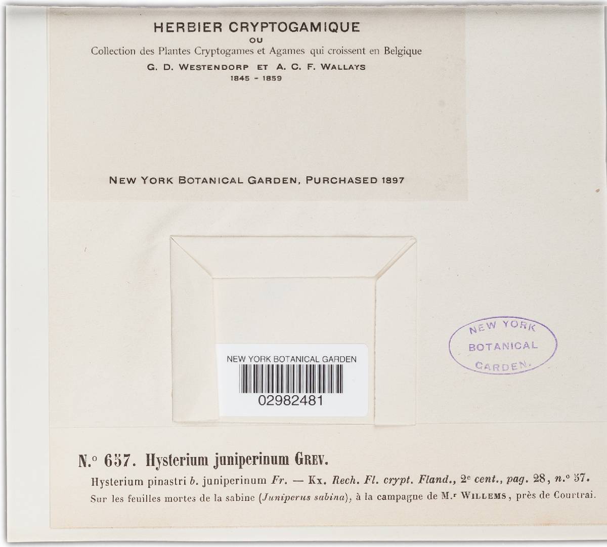 Hysterium juniperinum image