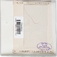 Hysterium juniperinum image