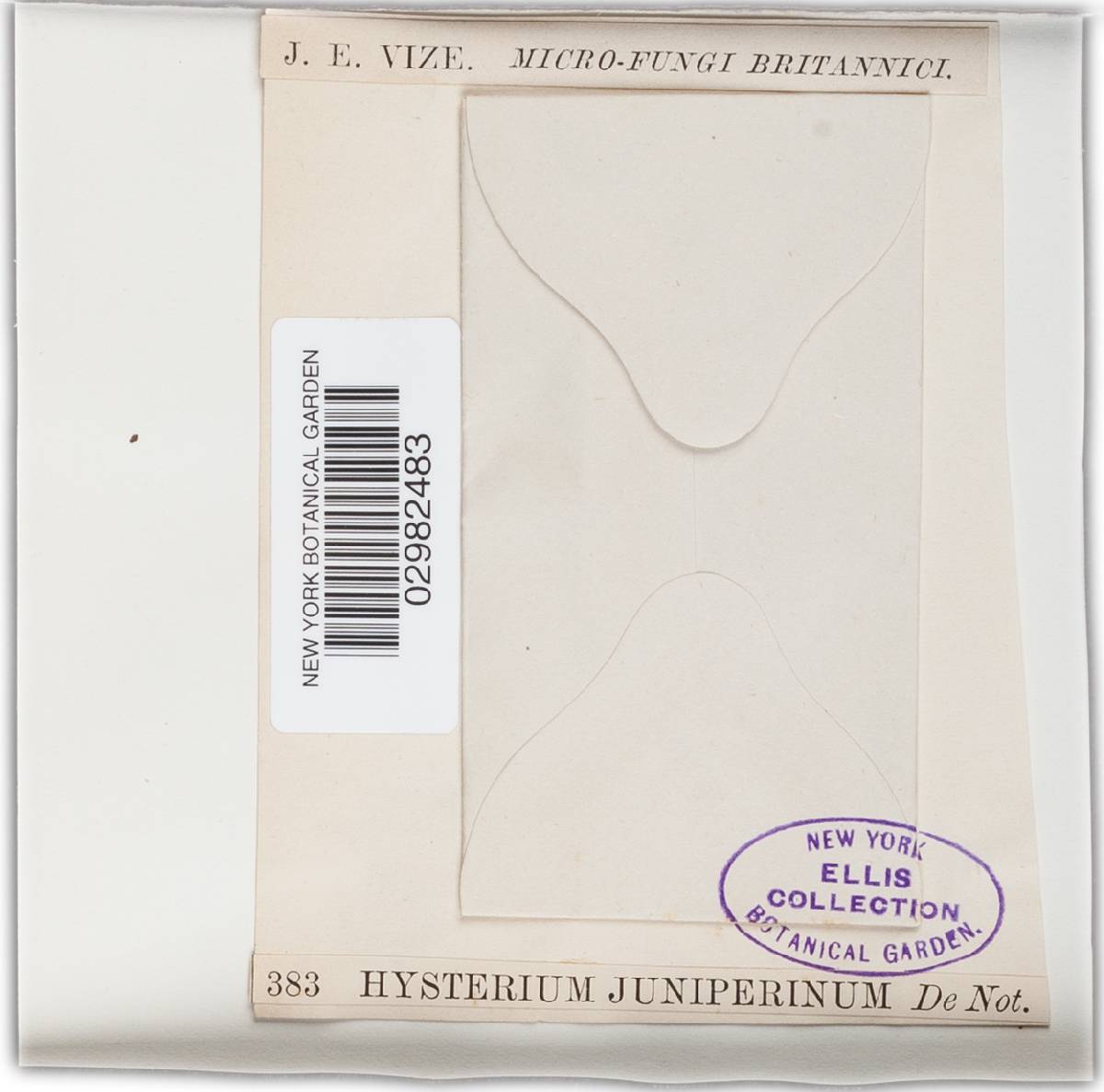 Hysterium juniperinum image