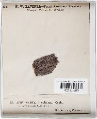Hysterium lineolatum image