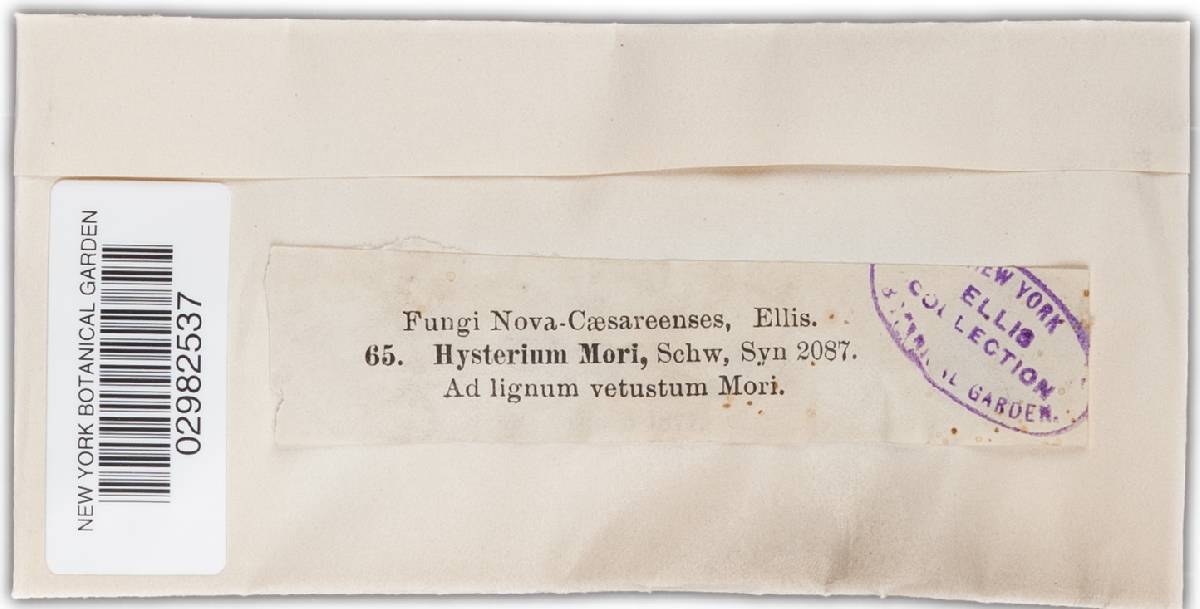 Hysterium mori image