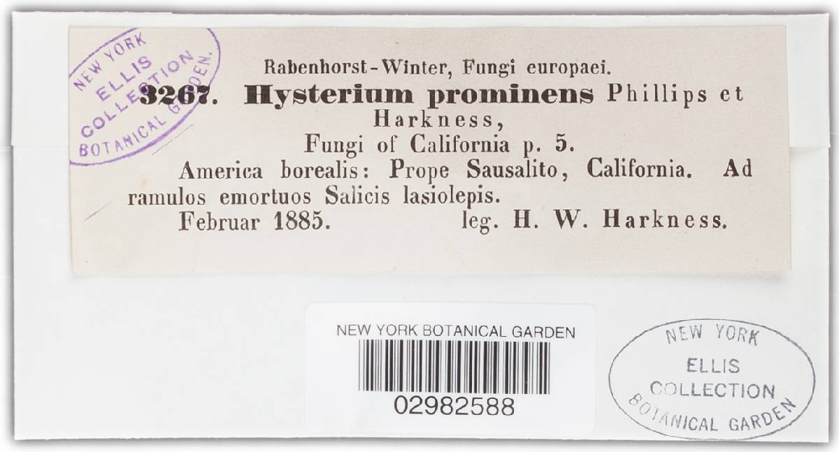 Hysterium prominens image