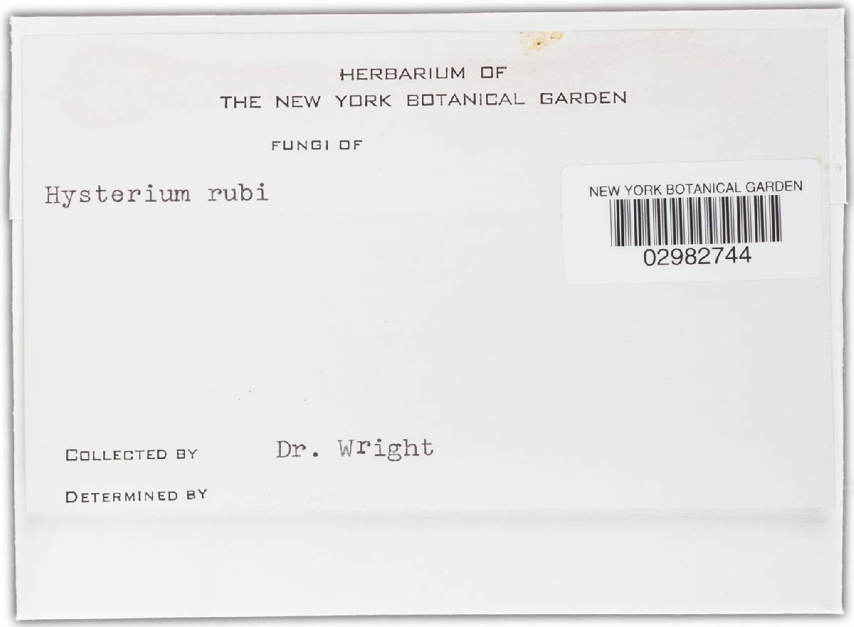Hysterium rubi image