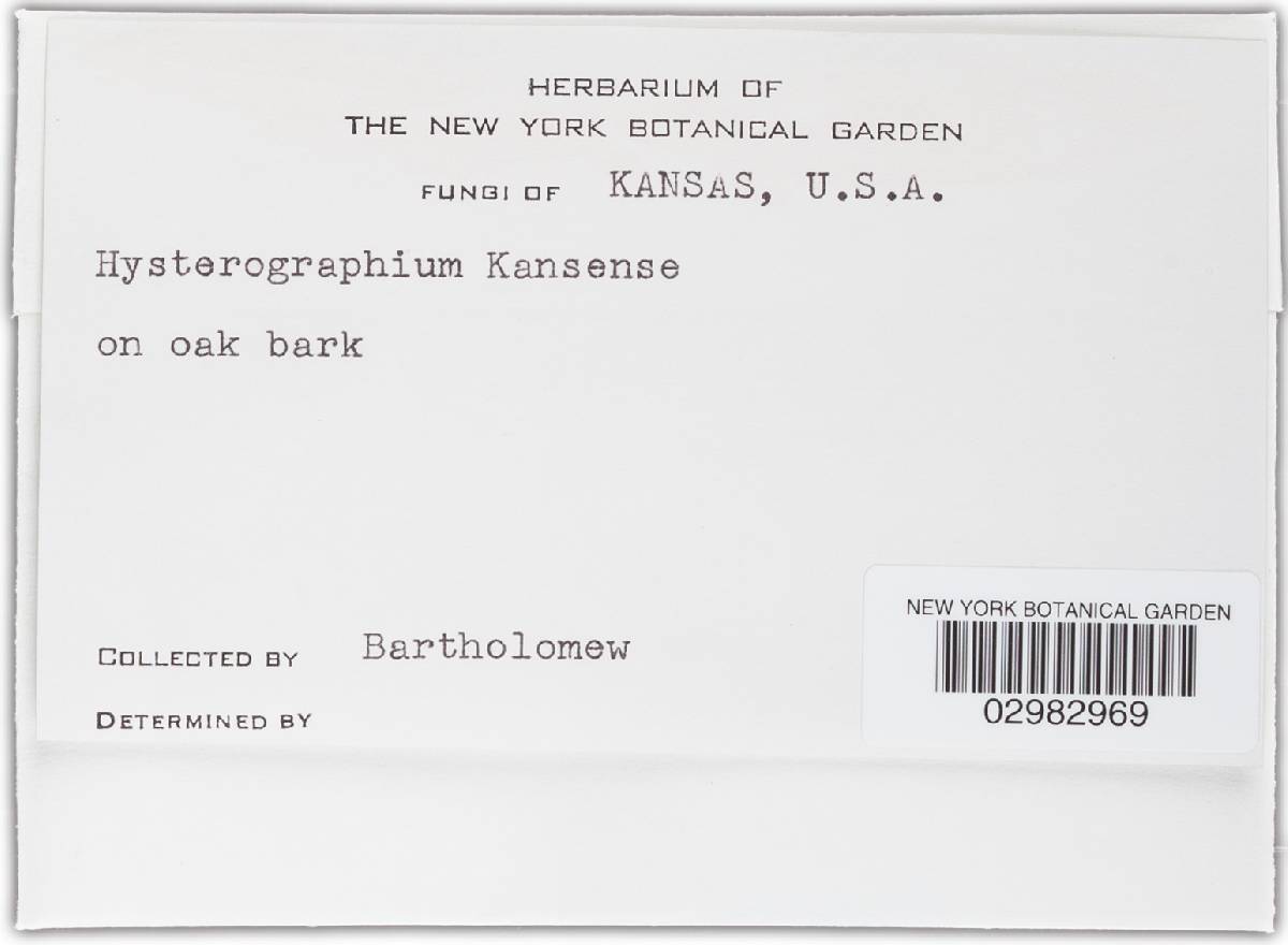 Hysterographium kansense image