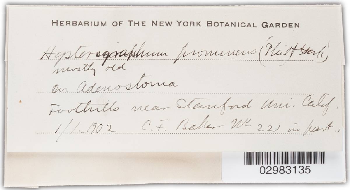 Hysterographium prominens image