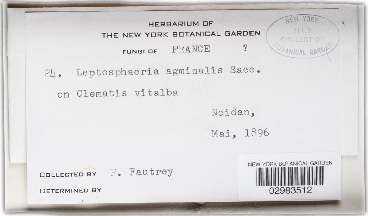 Leptosphaeria agminalis image