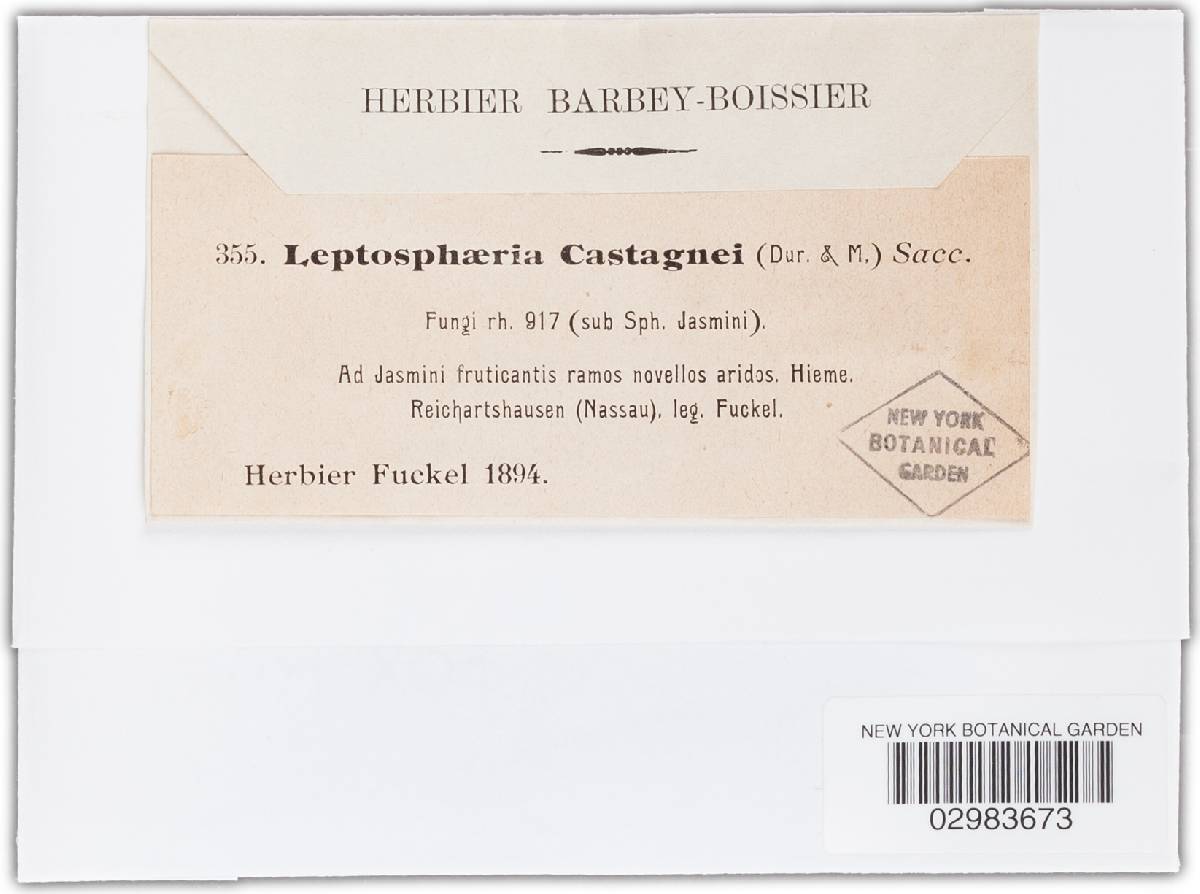 Leptosphaeria castagnei image