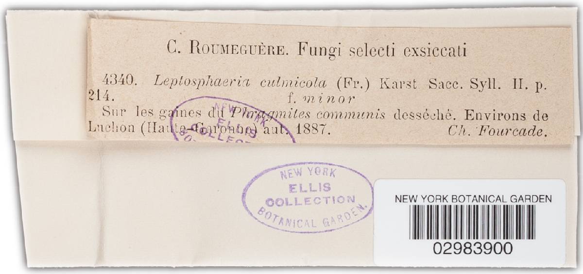 Leptosphaeria culmicola image