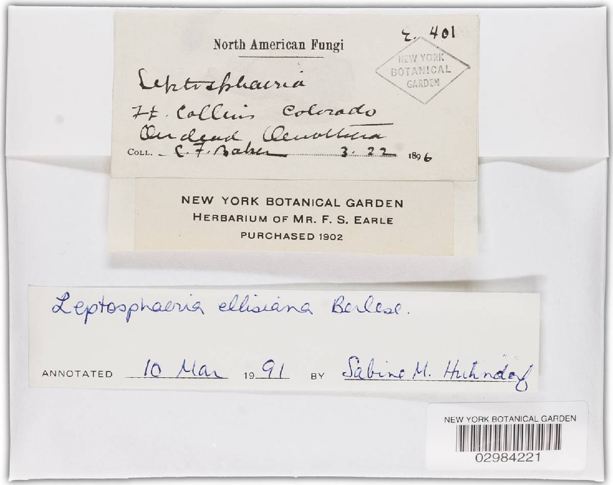 Leptosphaeria ellisiana image