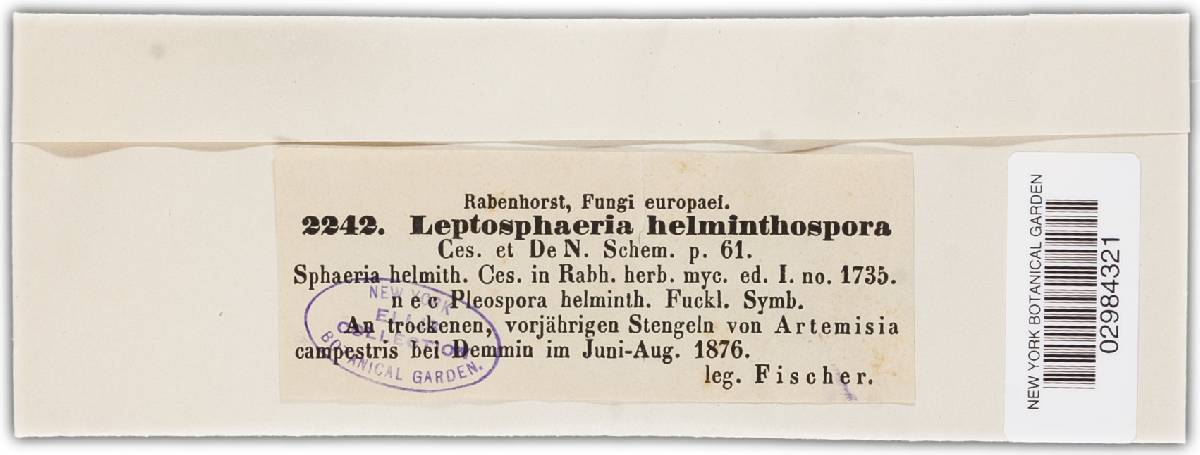 Leptosphaeria helminthospora image