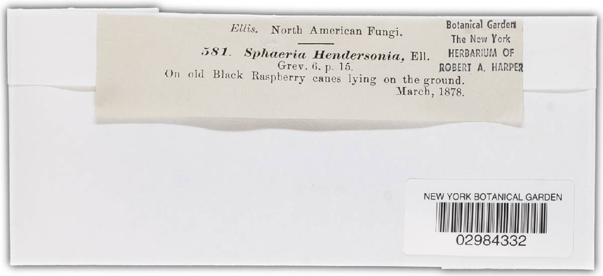 Leptosphaeria hendersoniae image