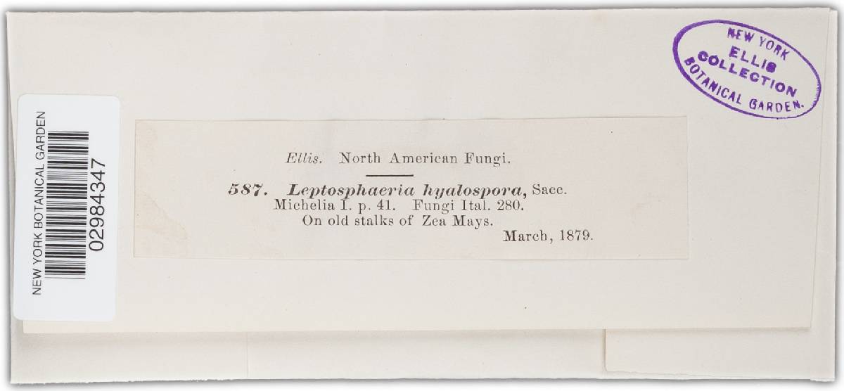 Leptosphaeria hyalospora image