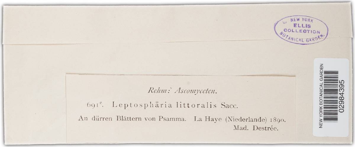Leptosphaeria littoralis image