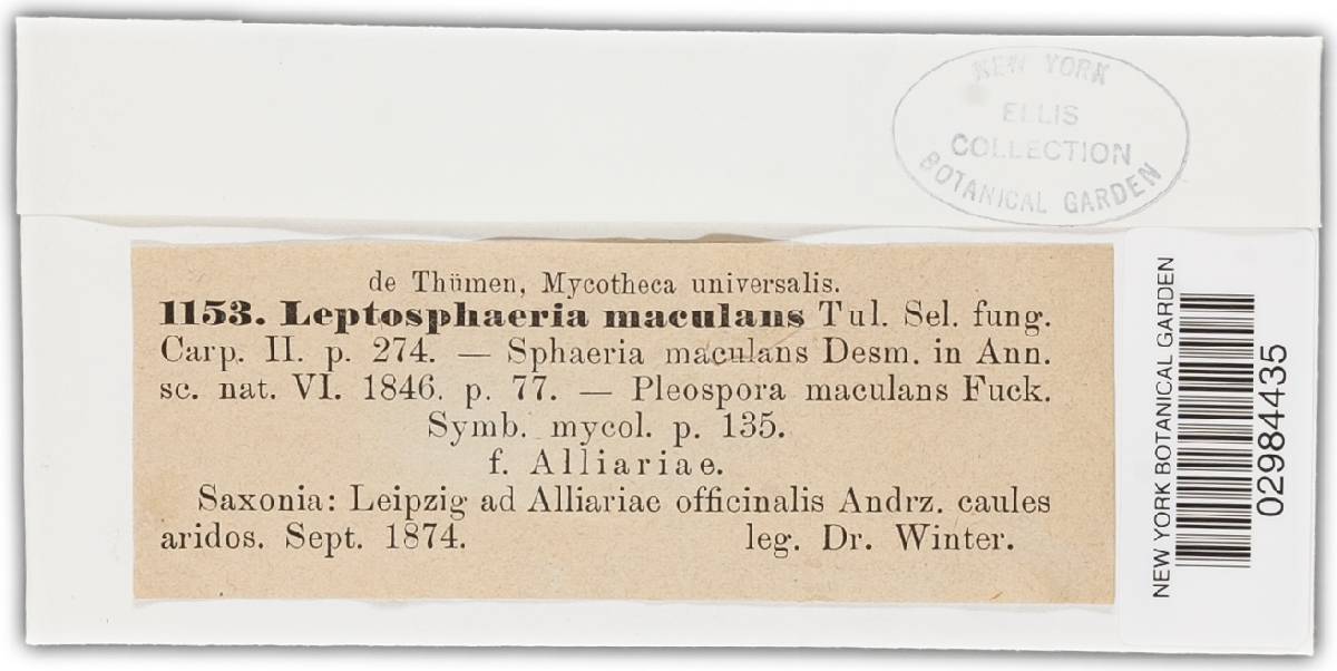 Phaeosphaeria image