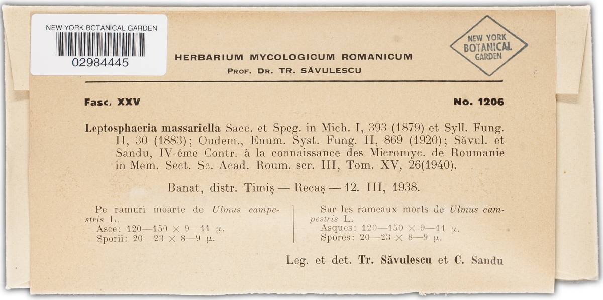 Leptosphaeria massariella image