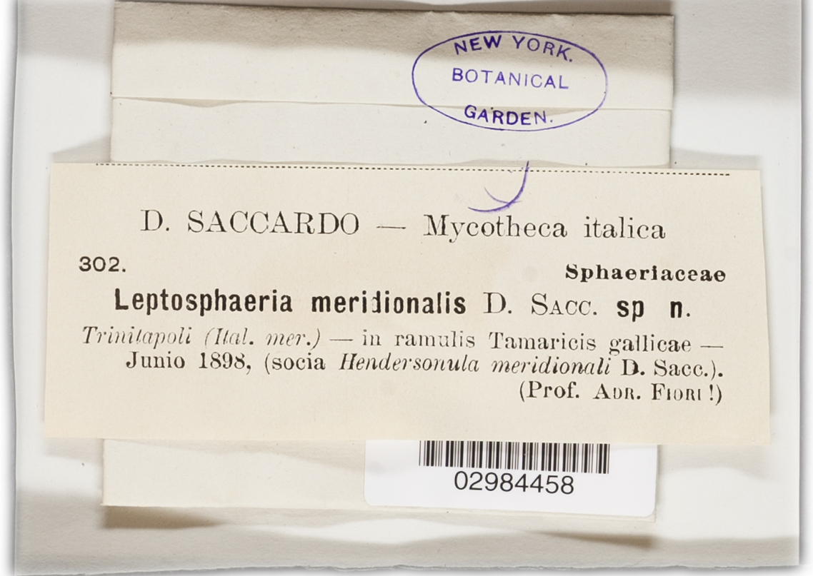 Leptosphaeria meridionalis image