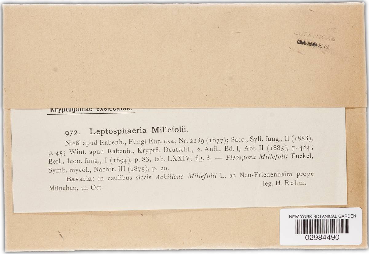 Leptosphaeria millefolii image