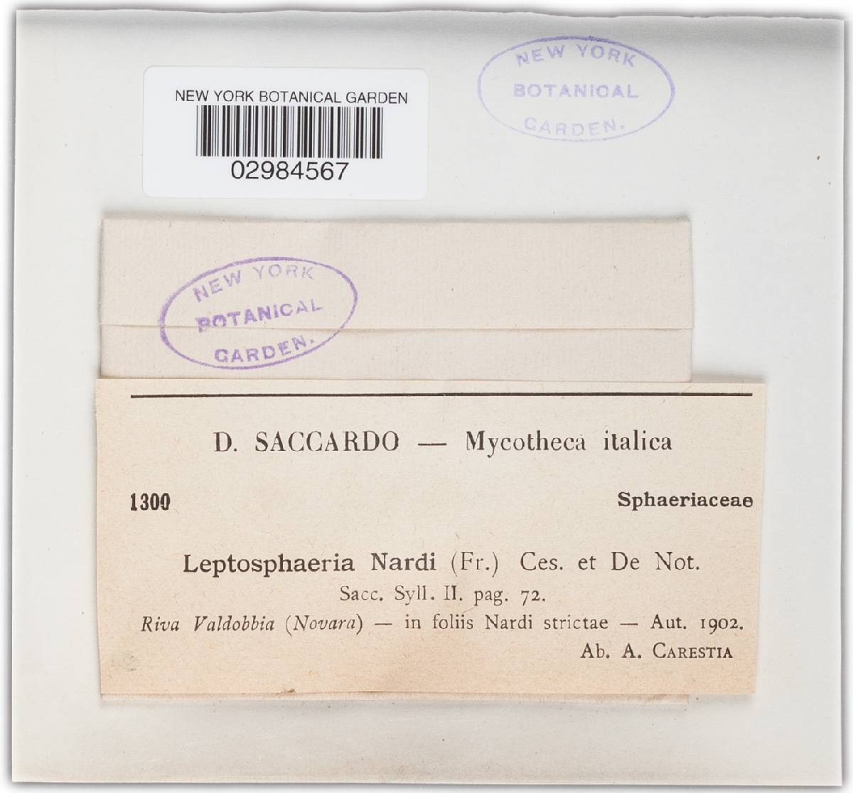 Leptosphaeria nardi image