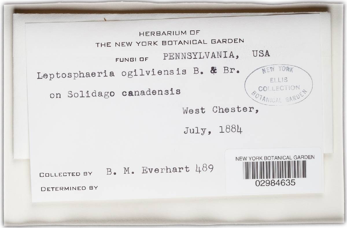 Leptosphaeria ogilviensis image