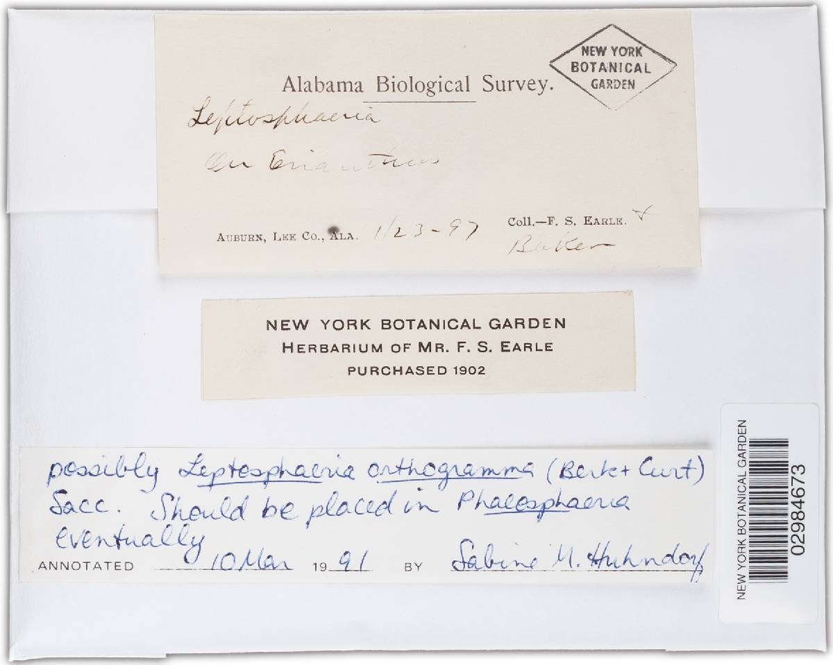 Leptosphaeria orthogramma image