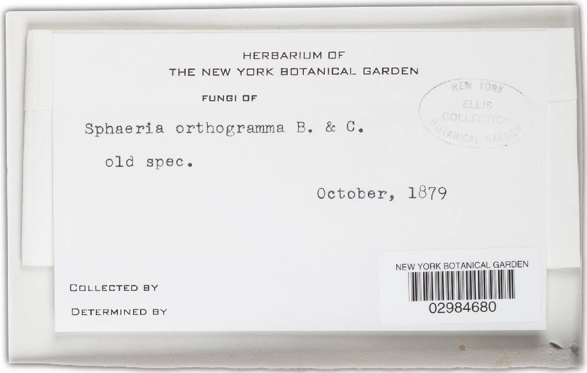 Leptosphaeria orthogramma image