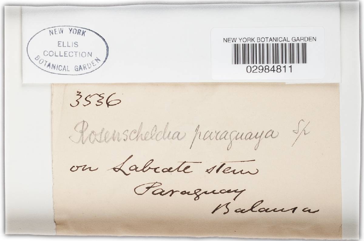 Rosenscheldia paraguaya image