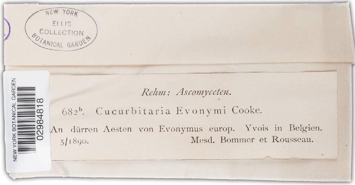 Cucurbitaria euonymi image