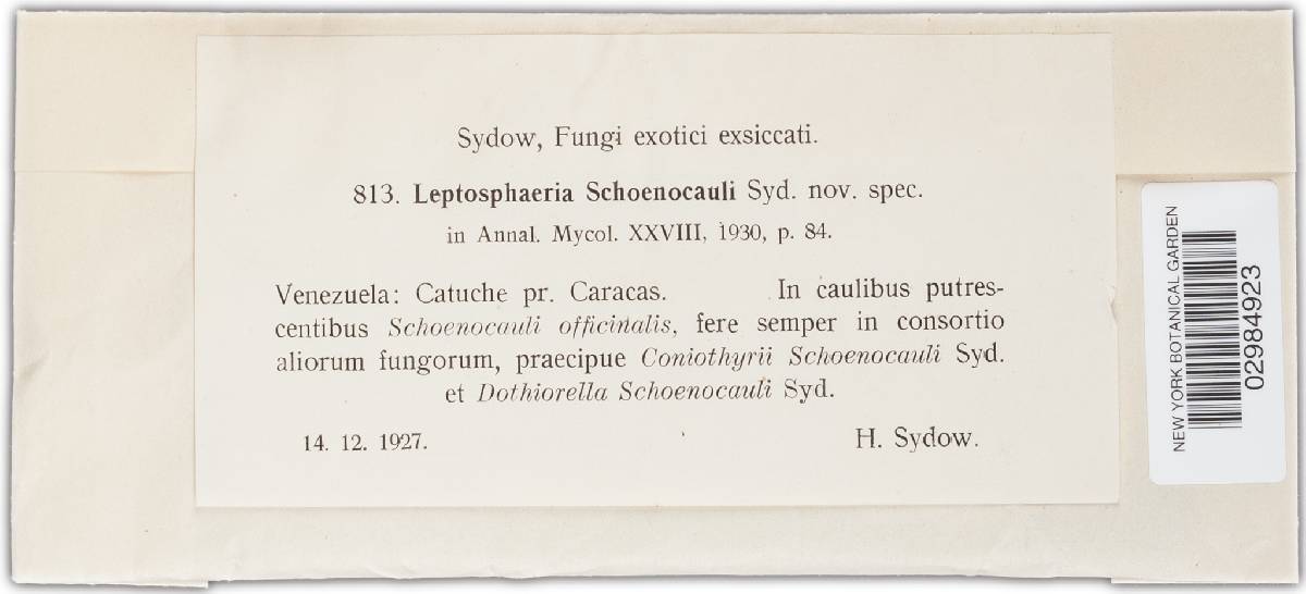 Leptosphaeria schoenocauli image