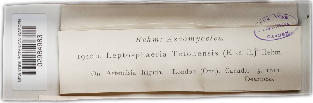 Leptosphaeria tetonensis image