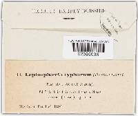 Leptosphaeria typharum image