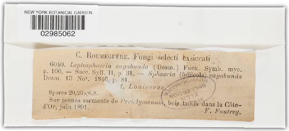 Leptosphaeria vagabunda image