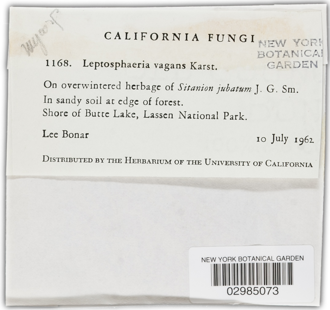 Leptosphaeria vagans image