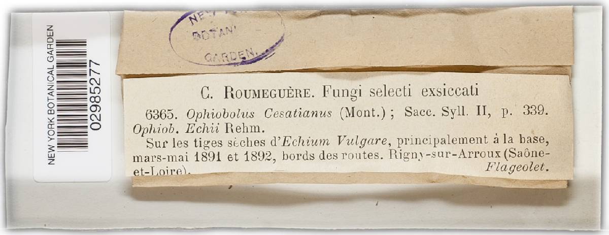 Leptosphaeria cesatiana image