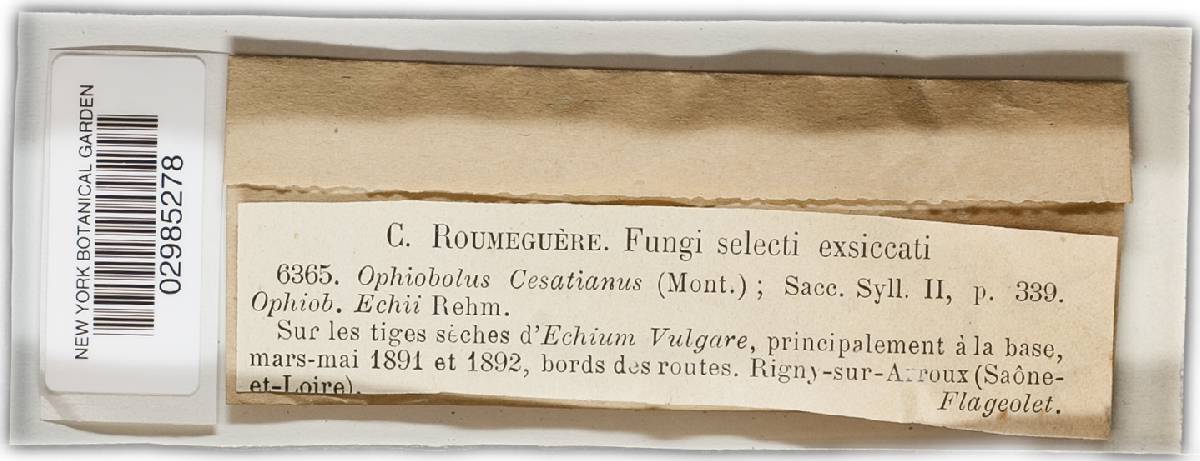 Leptosphaeria cesatiana image
