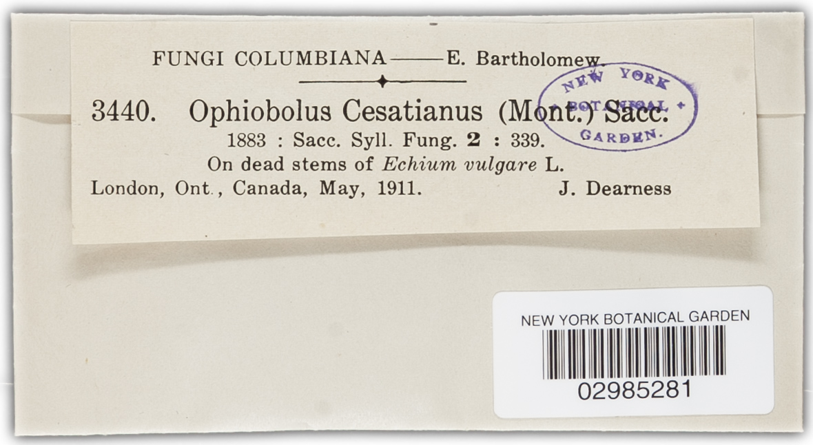 Leptosphaeria cesatiana image