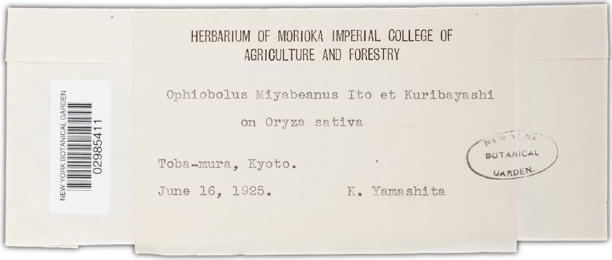 Cochliobolus miyabeanus image