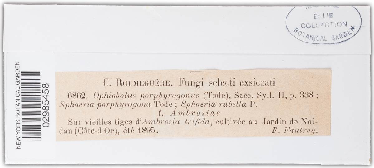 Leptospora image