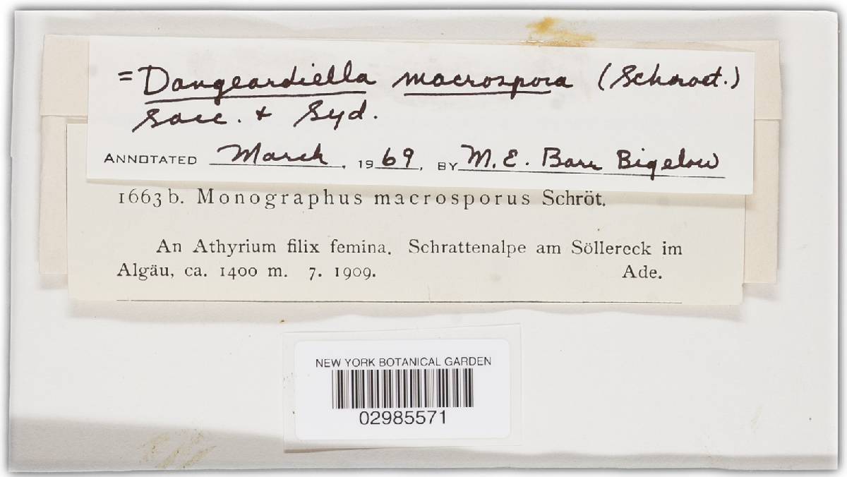 Dangeardiella macrospora image