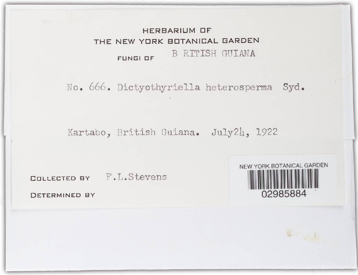 Dictyothyriella heterosperma image