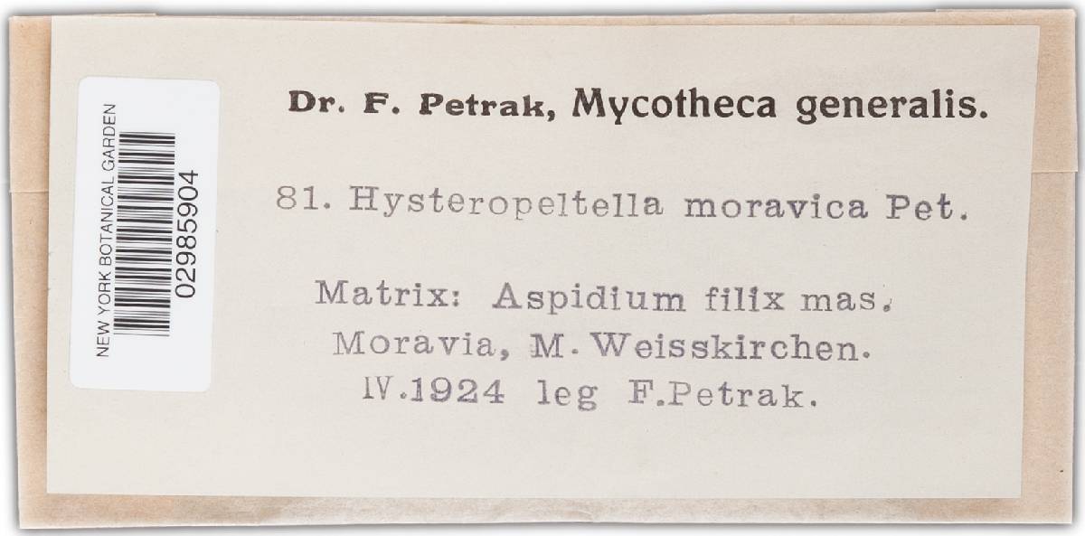 Hysteropeltella moravica image