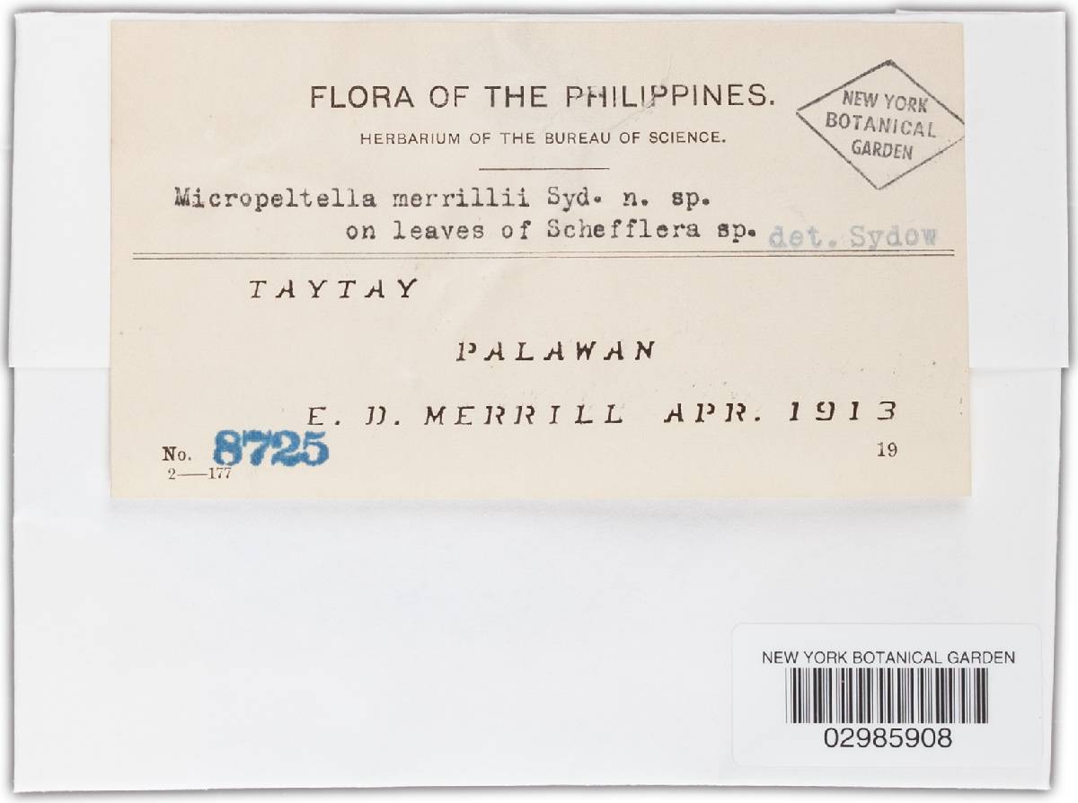 Micropeltella merrillii image