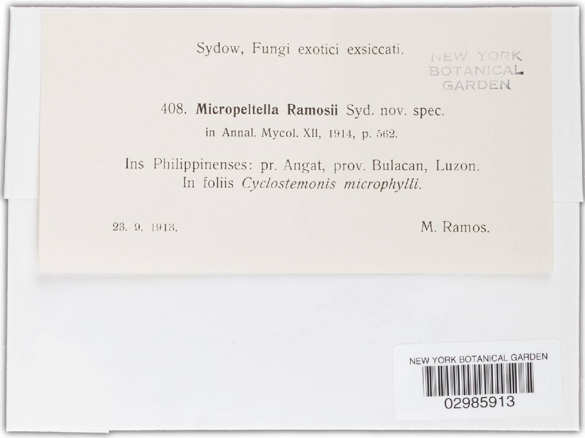 Micropeltella ramosii image