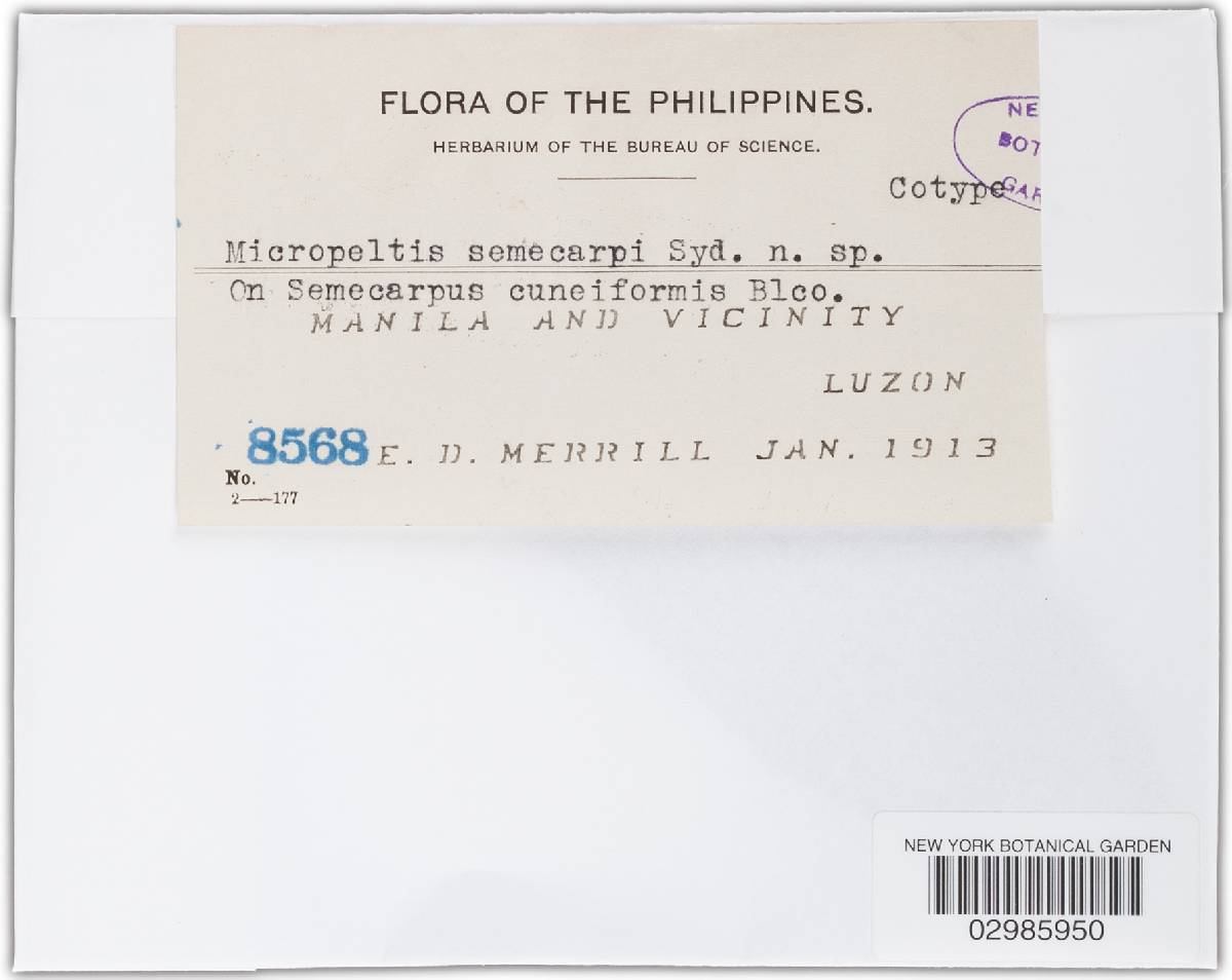 Micropeltis semecarpi image