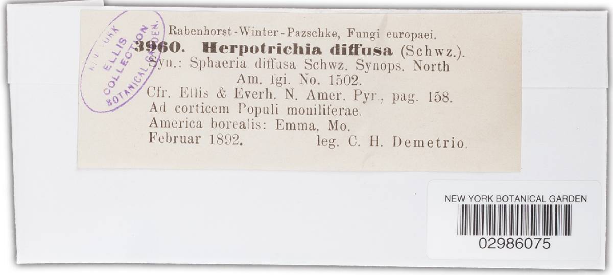 Herpotrichia diffusa image