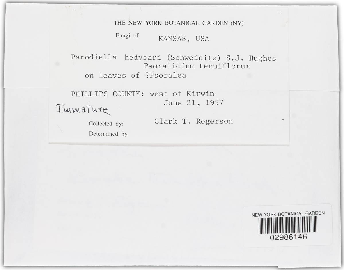 Parodiella hedysari image